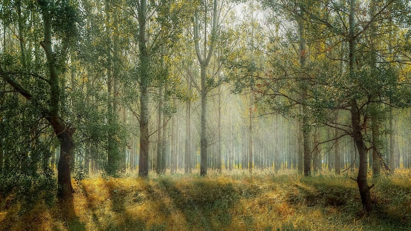 Enchanted Woods Retreat